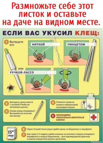 Если вас укусил клещ.